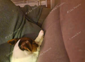 Jack russell