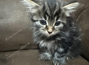 Fluffy kittens for sale