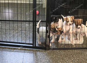 Frenchy cross jack Russell Terriers