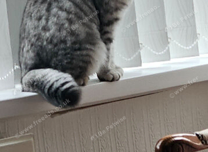 Scottish earfold