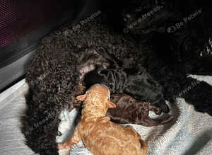 3 toy poodles
