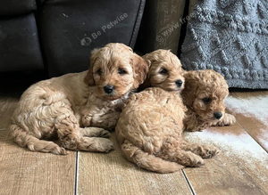 F1b cavapoo boys