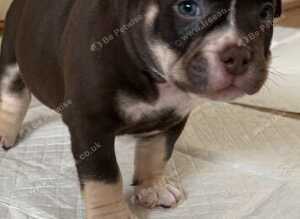 ABKC stunning chunky pocket pups