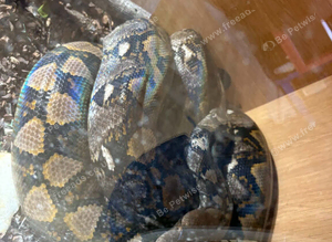 Female Reticulated python