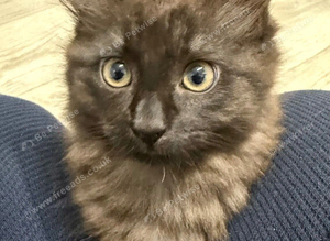 Lilo &ndash; Stunning Maine Coon x British Shorthair with Rare Inhibitor Gene
