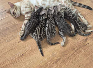TICA Registered Bengal Kittens &ndash; Ready for Loving Homes