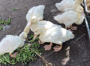 Cherrywally duckling