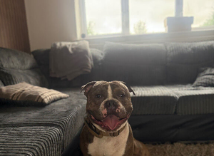 Diesel- pocket bully stud