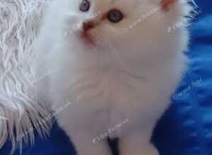Stunning gccf registered ragdoll kittens