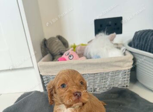 Cockpoo