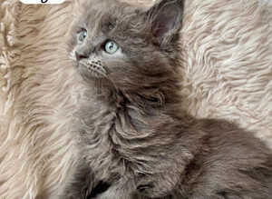 Beautiful Blue Smoke Maine Coon Kittens &ndash; TICA Registred