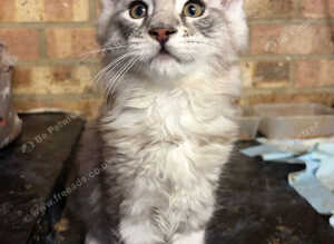 Beautiful pedigree maine  coon kittens