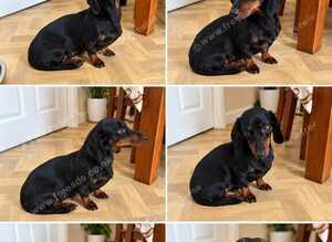 Miniature dachshund black &tan