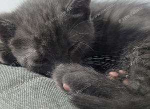 Main coon kittens