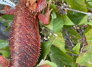 Bearded dragon