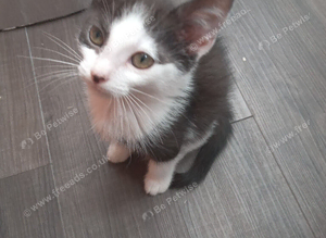 12 week old kitten