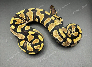 OD DH Sunset Clown 50% Het Pied