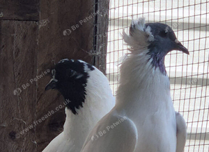 Fancy Pigeons