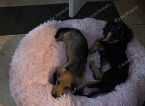 Long haired miniature Daschund puppies black and cream and shaded creams
