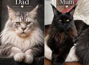 GCCF TICA 5 Gen Pedigree Champion Line Maine Coons
