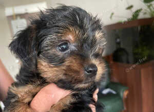 Yorkshire terrier puppies