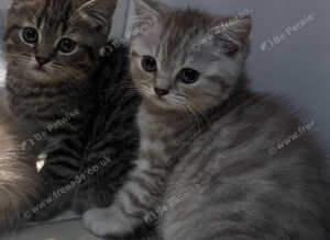 Beautiful litter of British shorthair x Persian kittens