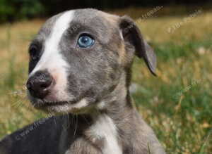 Stunning Pedigree Whippet Puppies
