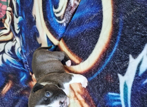 Pick of litter boy pup, &pound;1200