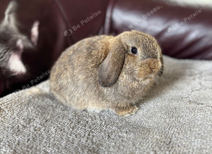 Mini lop boy