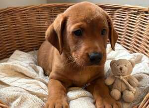 Labrador pups health tested