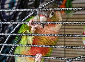 Green conure