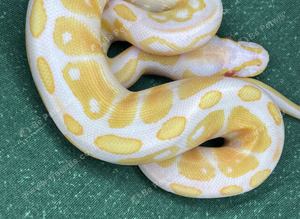 2026 ball python hatchings