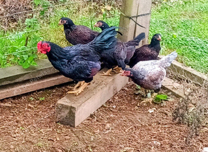 Cornish Game Bantam Pullets (females) & Stags (males)