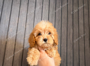 F1 cockapoo puppies