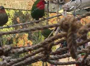 Parrot Finches (sea green & red throat)