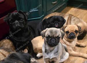 ​ Adorable Female Pure Pug Puppy Looking for Her Forever Home! ​