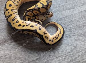 Pastel leopard clown