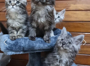 GCCF REGISTERED Pedigree Maine Coon Kittens