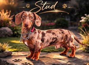 Mr Darcy - Chocolate Dapple Dachshund Stud