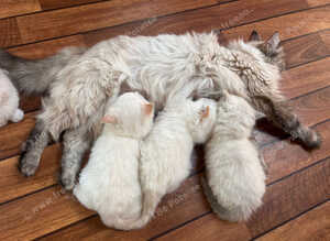 Reduced in price ,friendly,kind ragdolls kittens available.