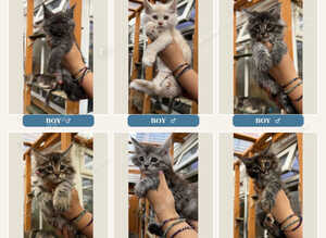 GCCF Fully Registered Maine Coon Kittens &ndash; Ready October