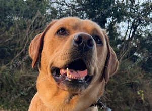 Handsome KC Reg Labrador Retriever Adult Male