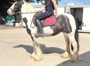 Lovely little pony for somone