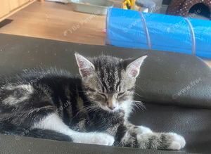 Female kitten for Sale