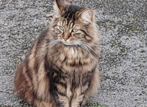 Missing long fur tabby cat