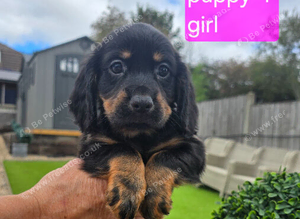 Kc working cocker spainel puppies