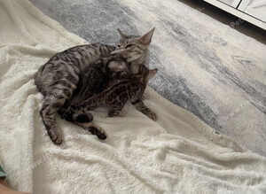 3 Bengal kittens