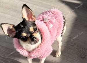 XXS chihuahua little girl very tiny only 1kg
