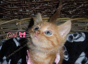 6 beautiful kittens looking for their forever homes