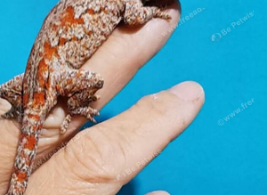 Gargoyles geckos